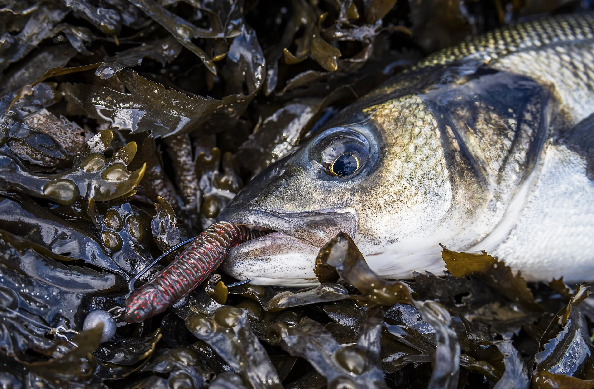 Shimano Dialuna XR 900ML 9', 6-28g lure rod review - Shimano Japan